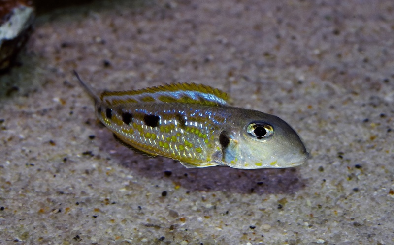 Xenotilapia singularis 'Mzuri'